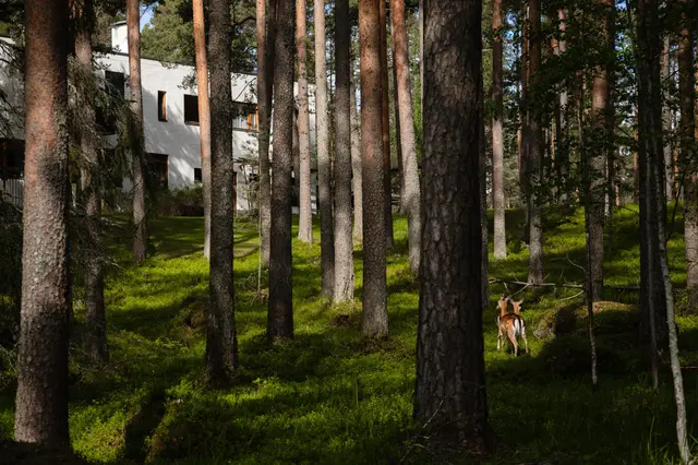 Pine forest with deer and a white building in the background