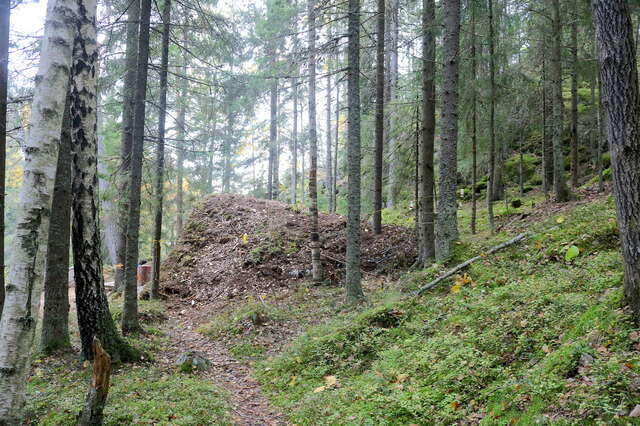 A forest with a small structure in the middle