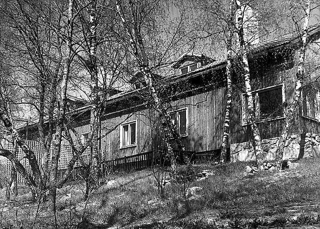 Wooden house on a hill full of birch trees.