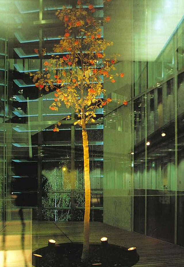 Rowan in the courtyard