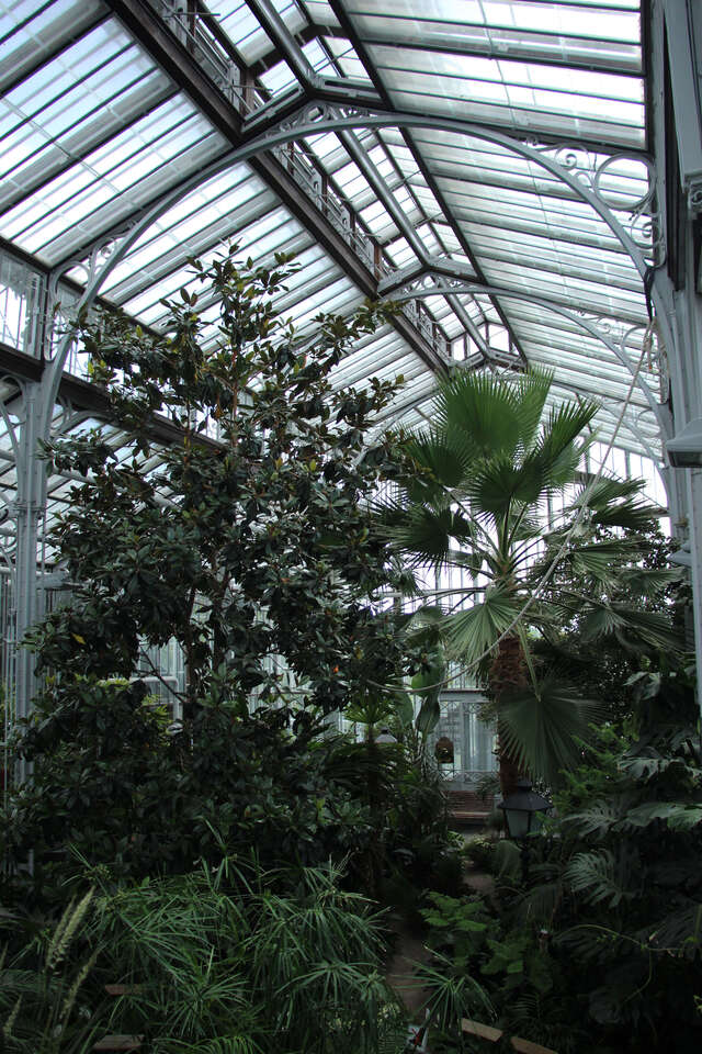 Palm tree and other plants inside the winter garden.