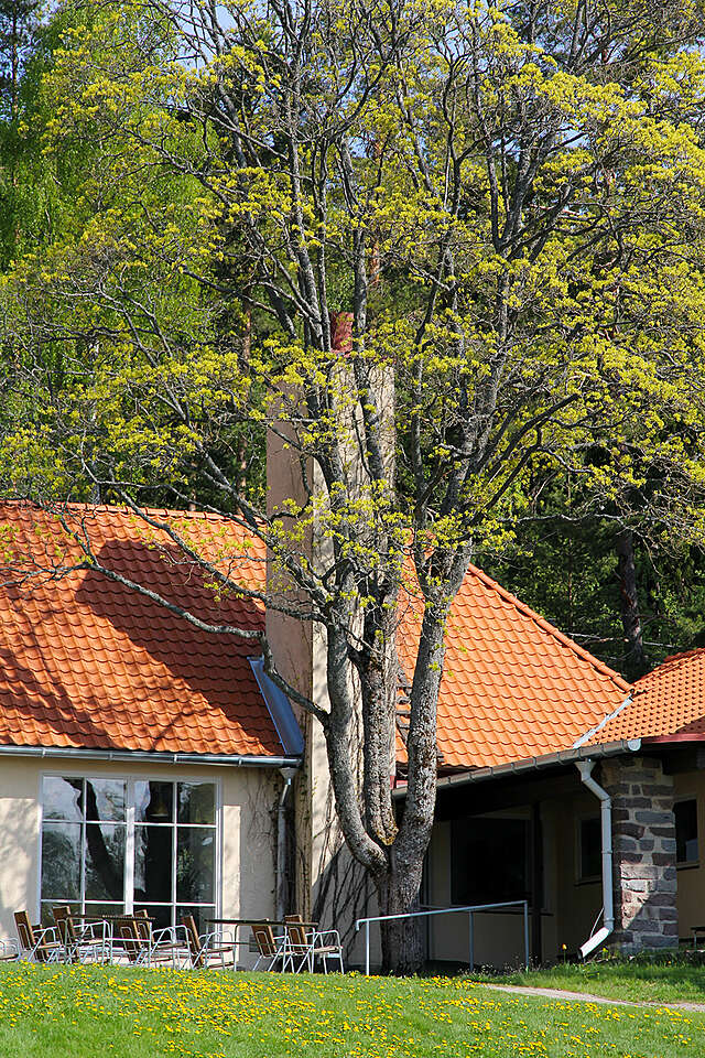 Flowering tree in front of the chimney.